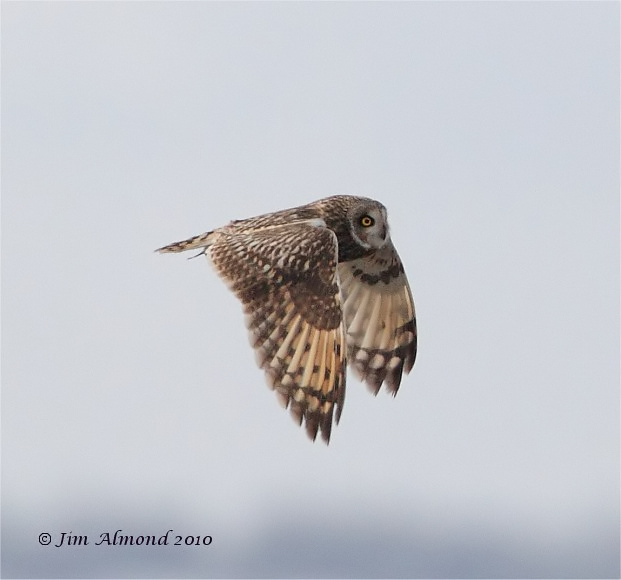 Short eared Owl flight Parkgate 31 1 10  IMG_4243